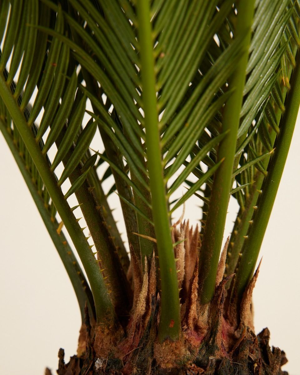 Cycas Palmier de la paix Revoluta