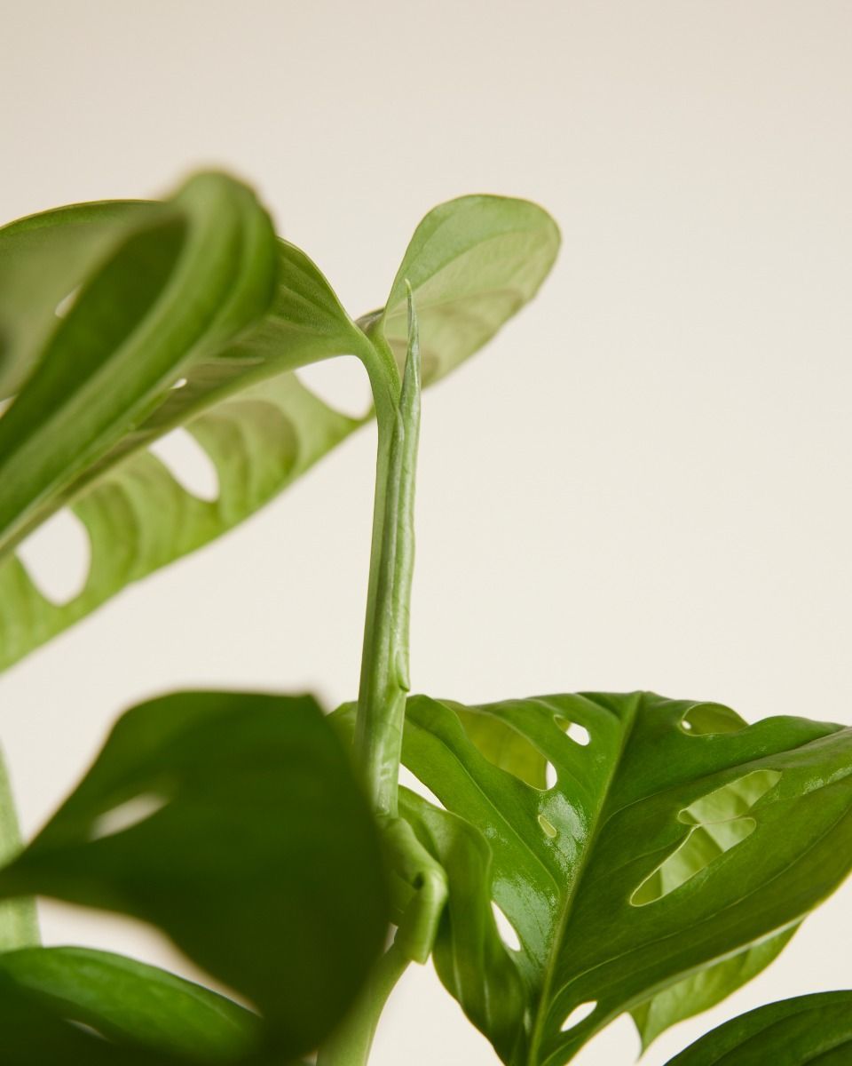 Monstera Gatenplant Adansonii