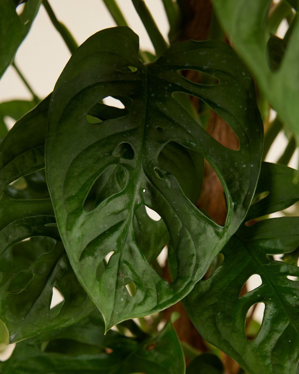 Monstera Gatenplant Adansonii