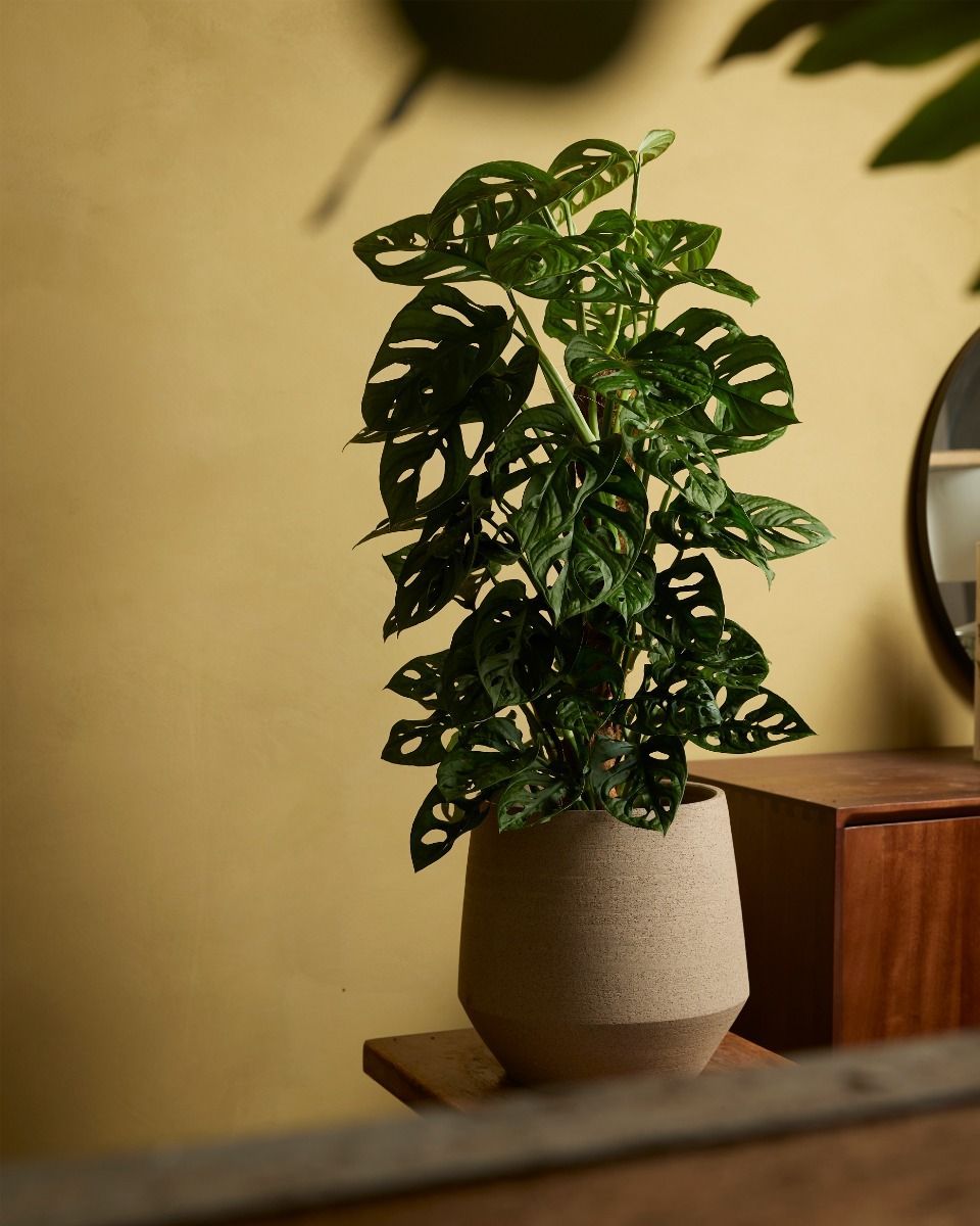 Monstera Gatenplant Adansonii