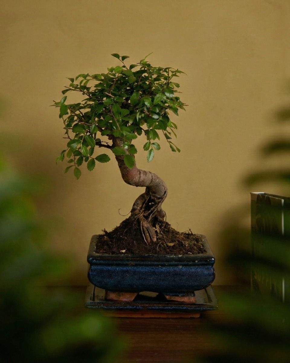 Zelkova Parvifolia