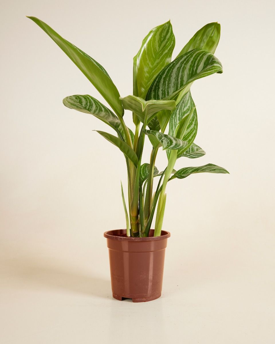 Aglaonema Chinese Evergreen Stripes