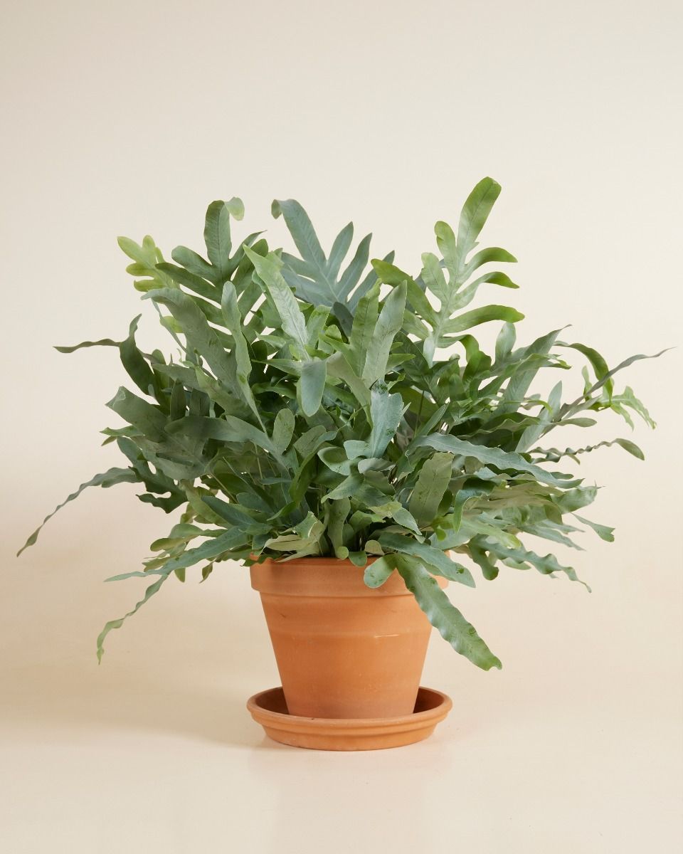 Phlebodium Felce Stella Blu Aureum Blue Star
