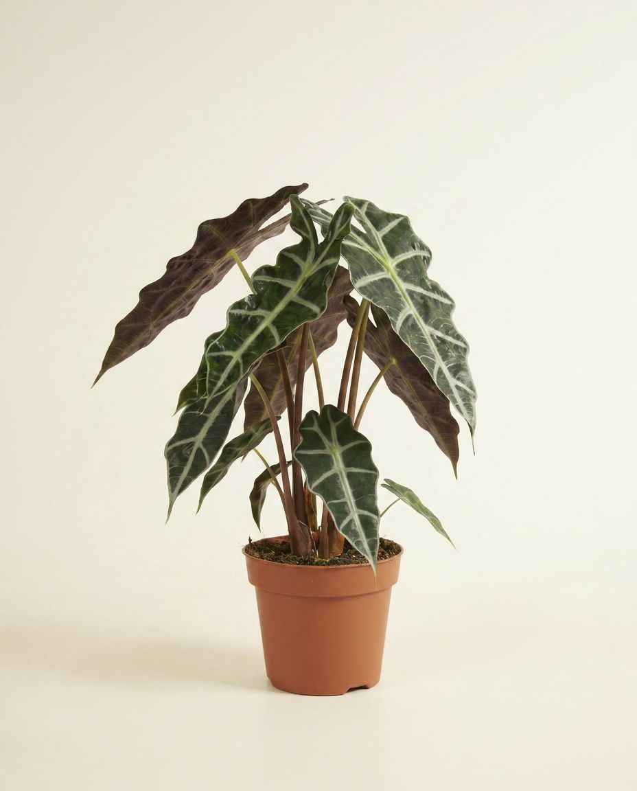 Alocasia Elephant ears Polly