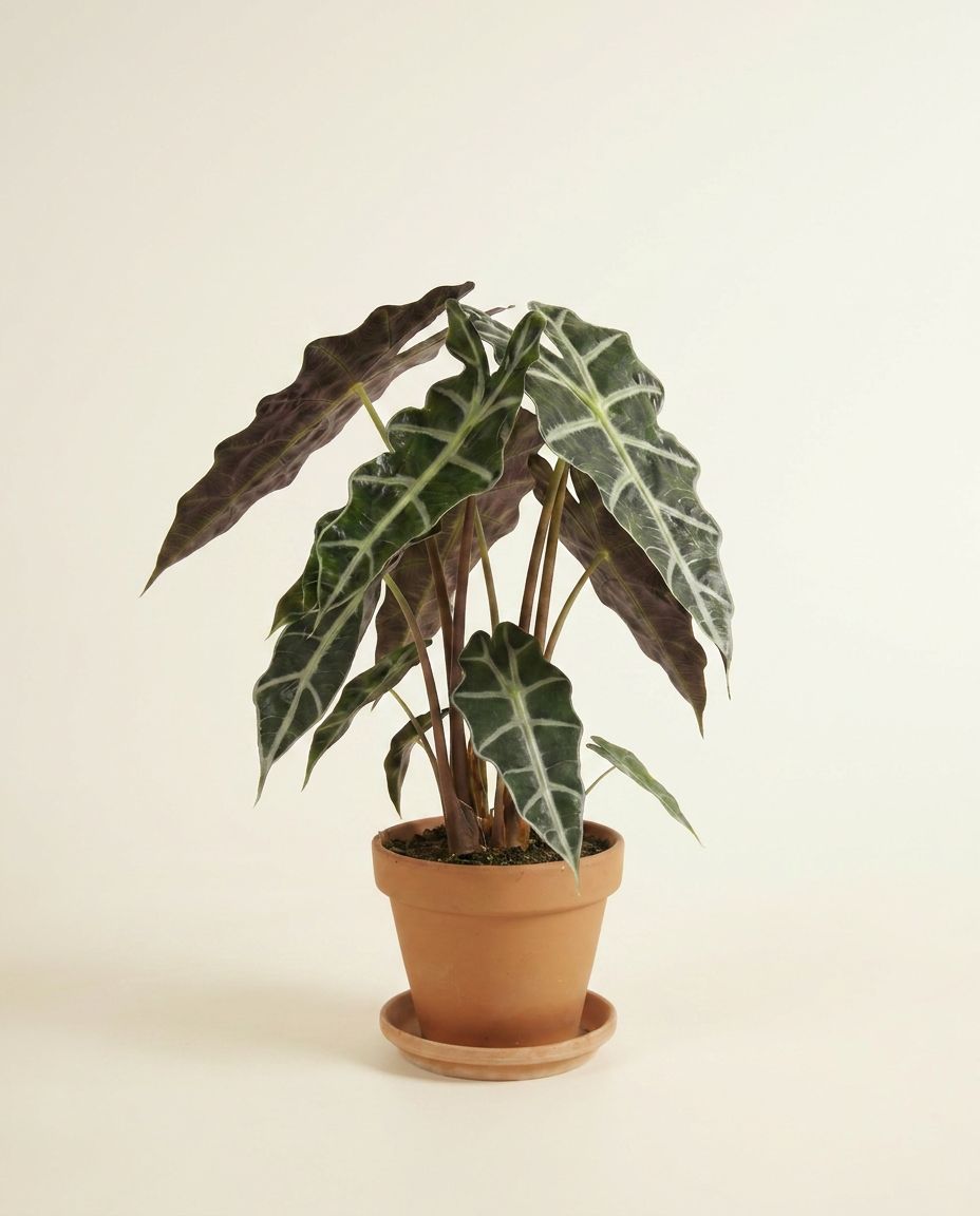 Alocasia Pfeilblätter Polly