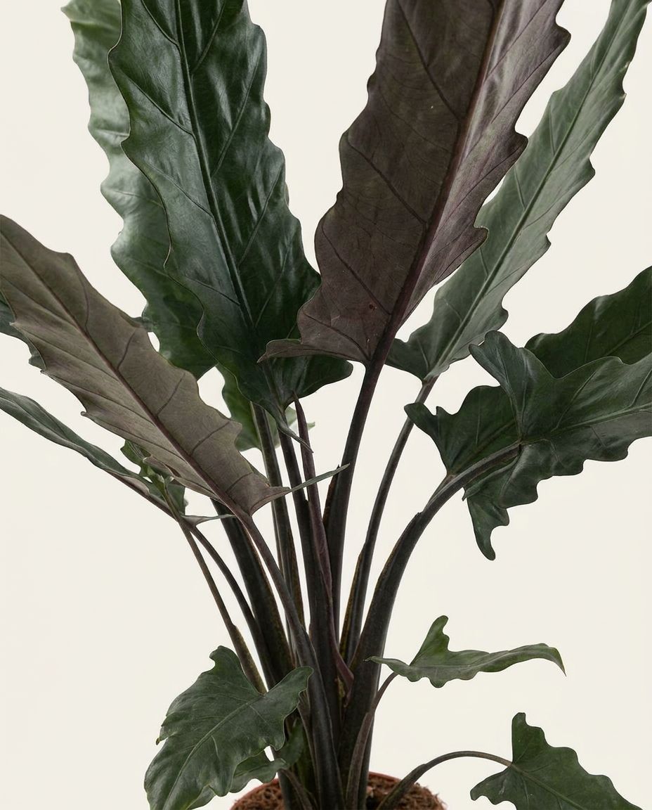 Alocasia Olifantsoor Lauterbachiana