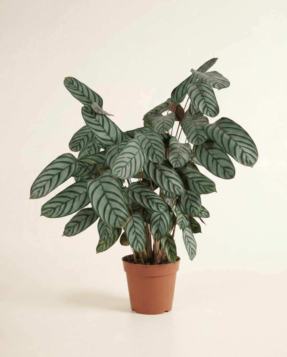 Calathea Prayer plant Compactstar