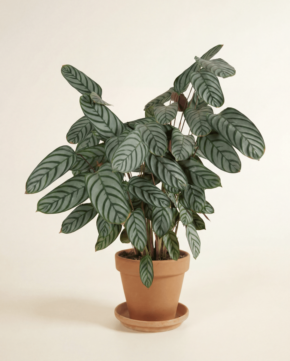 Calathea Pauwenplant Compactstar