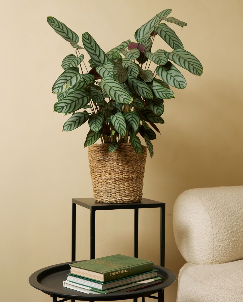 Calathea Pauwenplant Compactstar