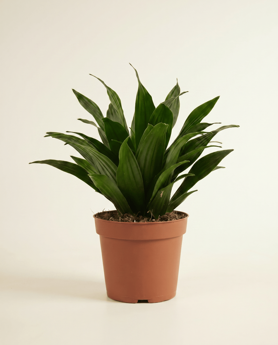 Dracaena Dracena Compacta