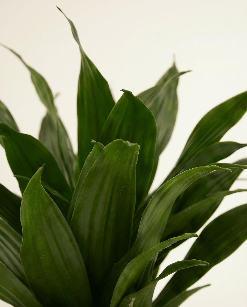 Dracaena Árbol del dragón Compacta