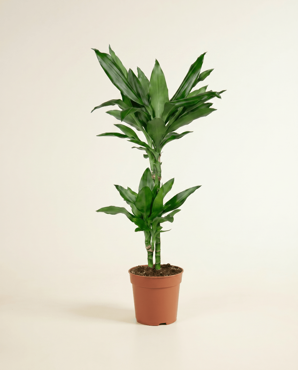 Dracaena Dragon tree Janet Lind