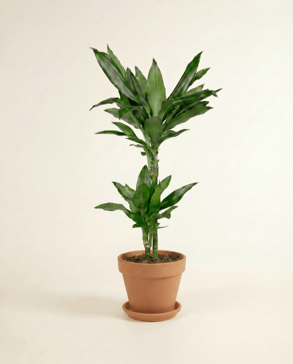 Dracaena Dragon tree Janet Lind