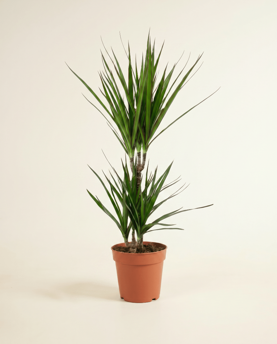 Dracaena Dragon tree Marginata