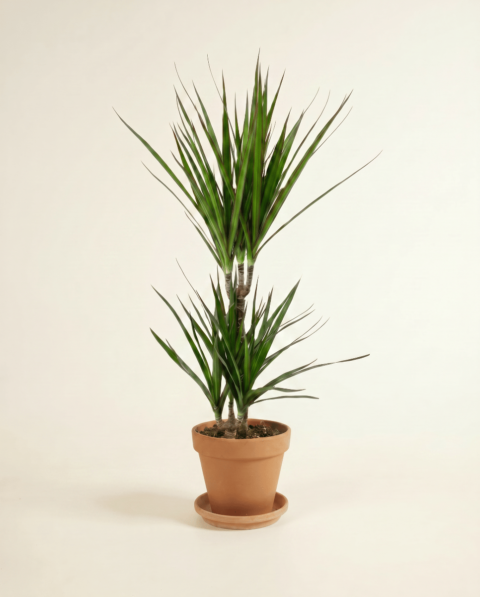 Dracaena Drakenbloedboom Marginata