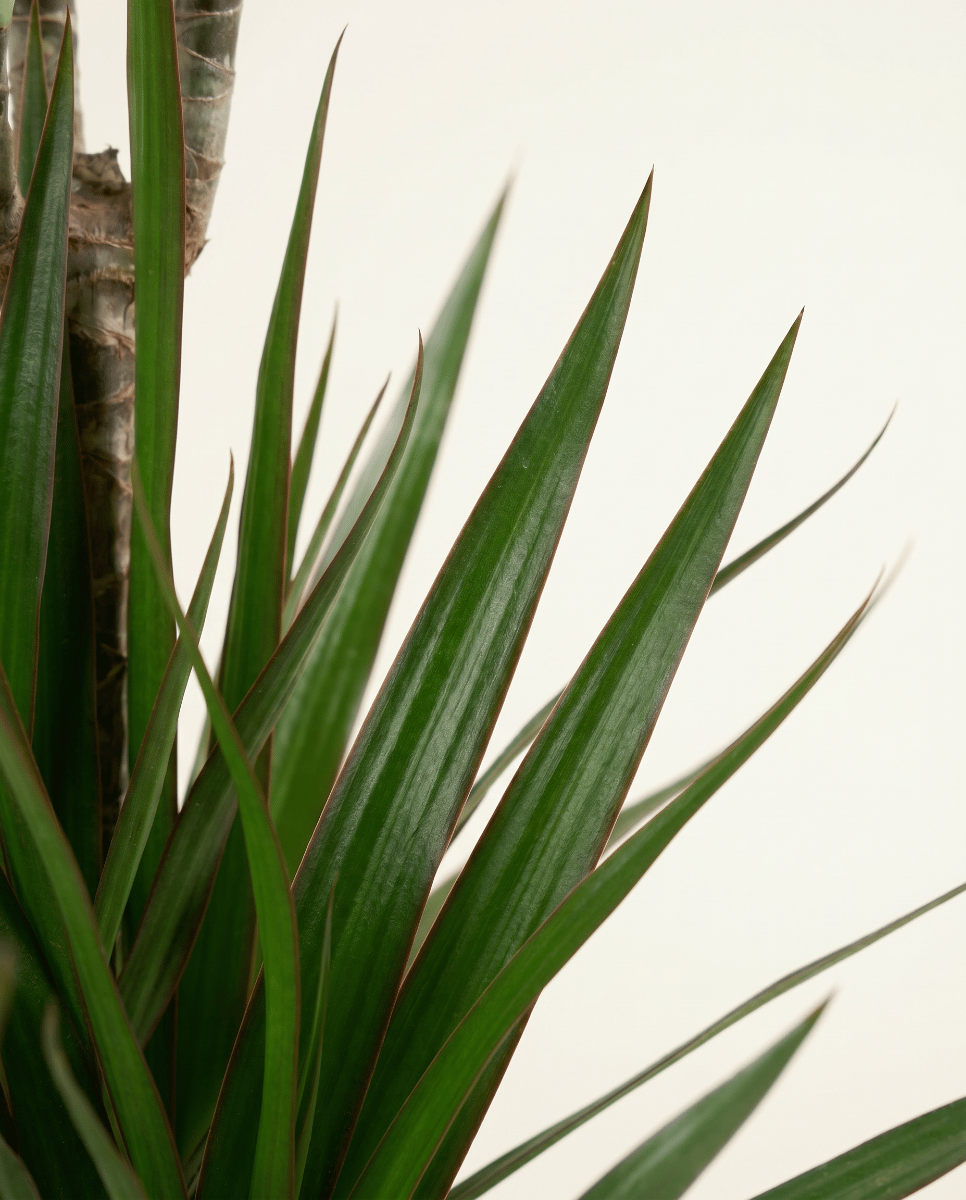 Dracaena Drakenbloedboom Marginata