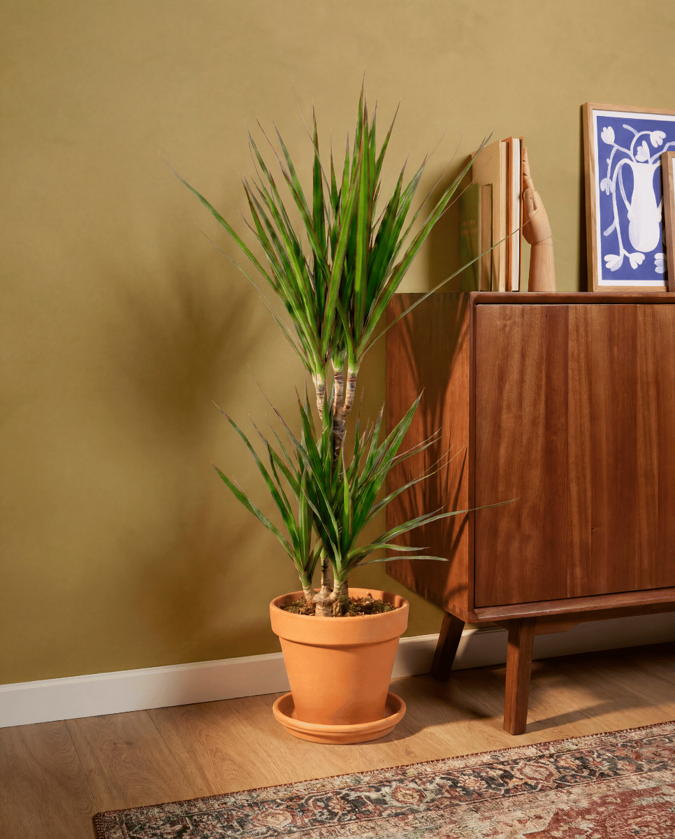 Dracaena Drakenbloedboom Marginata