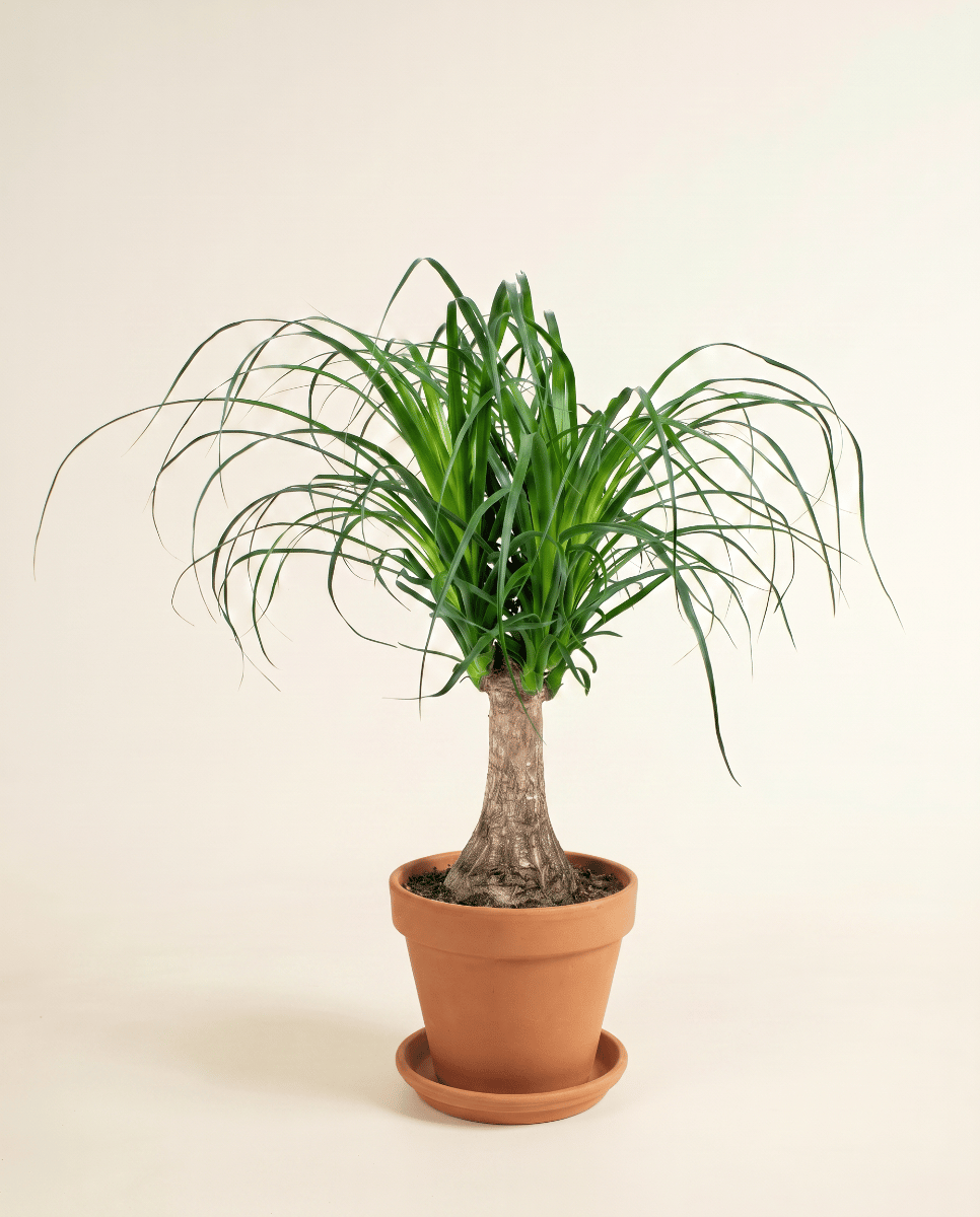 Beaucarnea Ponytail palm Recurvata