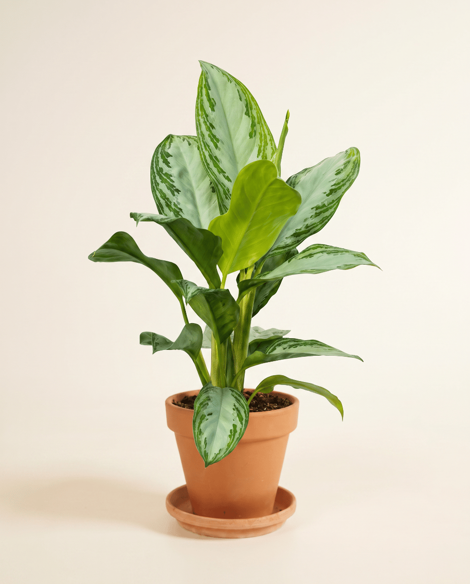 Aglaonema Chinese Evergreen Silver Bay