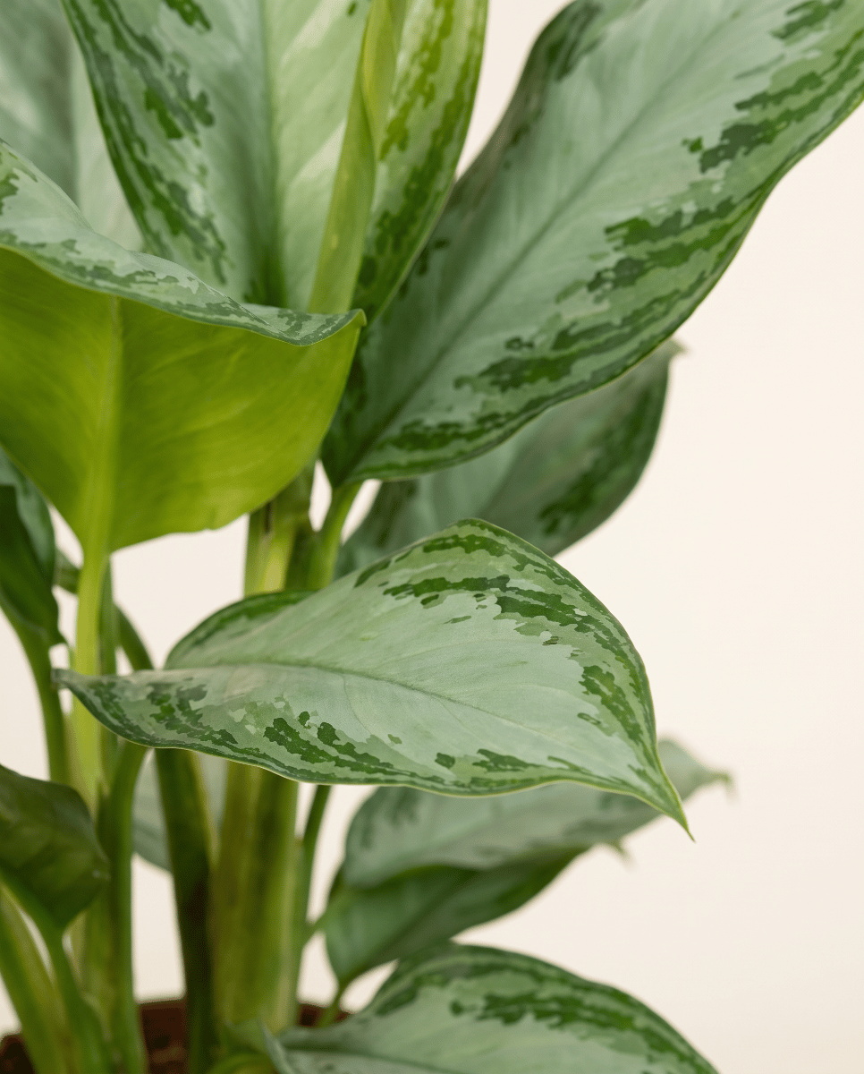 Aglaonema Chinese Evergreen Silver Bay