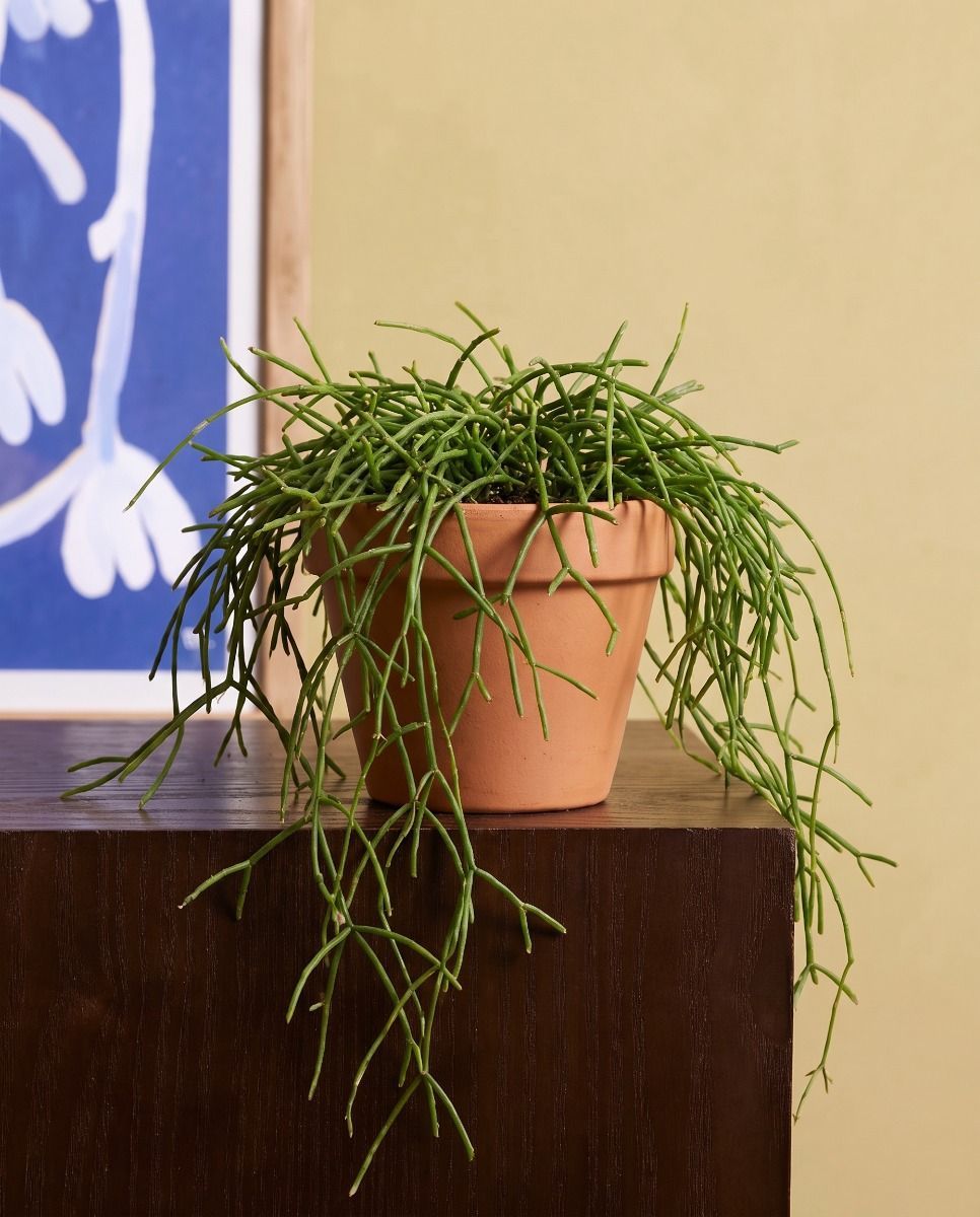 Rhipsalis Rutenkaktus Heteroclada