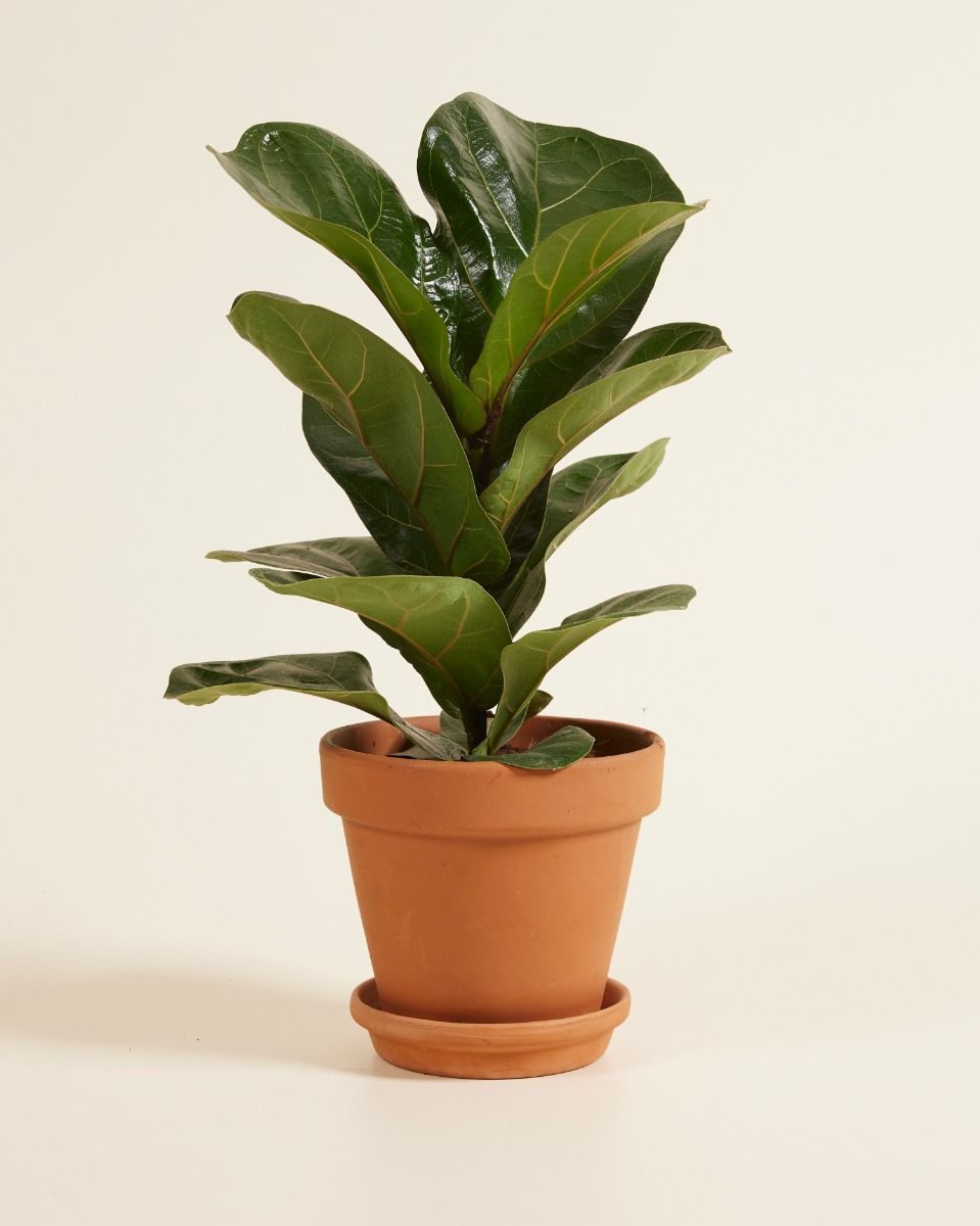 Ficus Figuier Lyrata