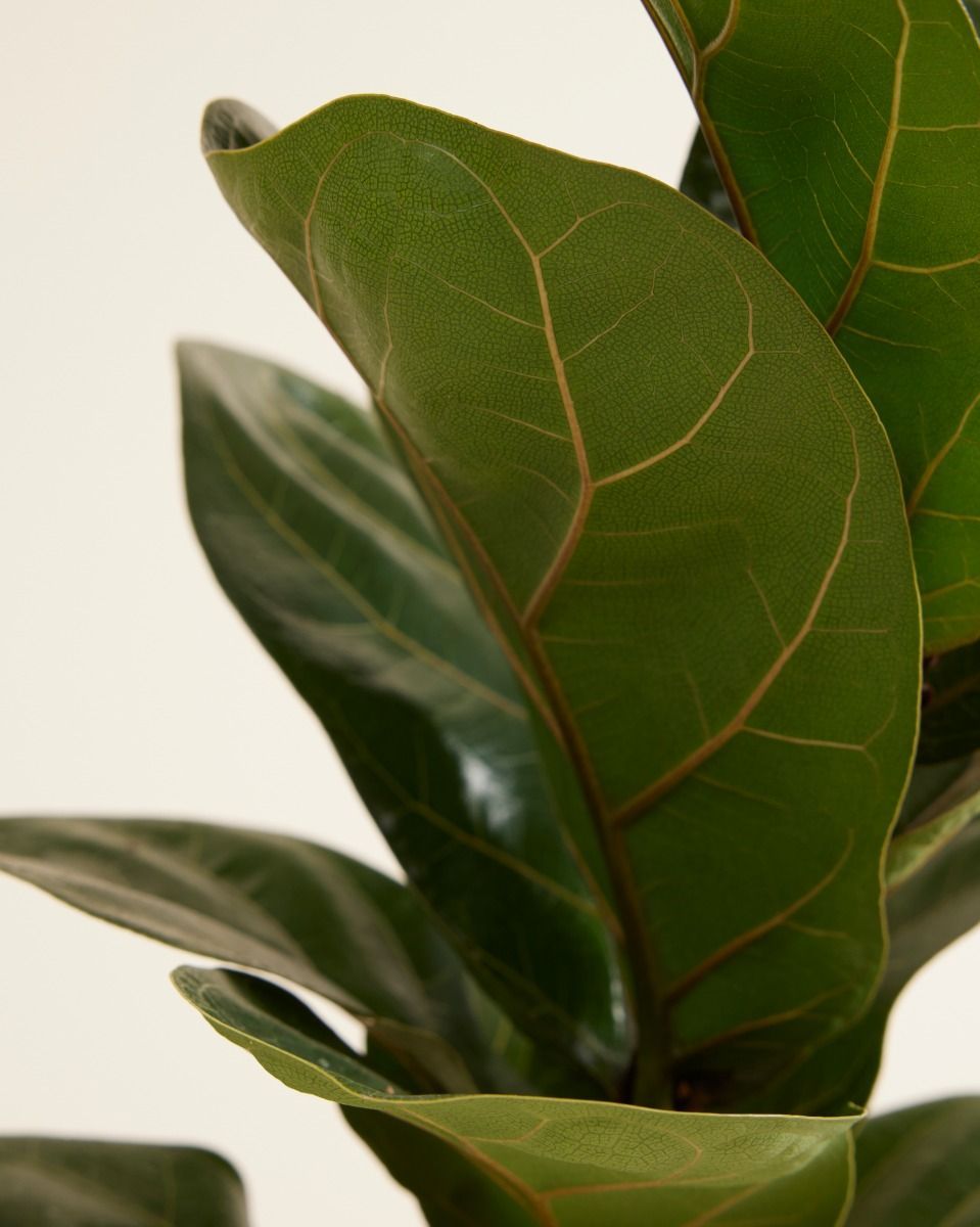 Ficus Figuier Lyrata