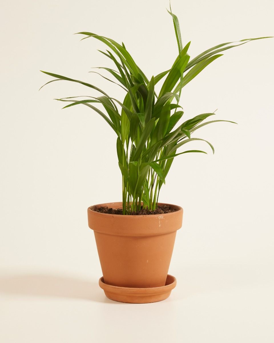 Dypsis Palmier Areca Lutescens