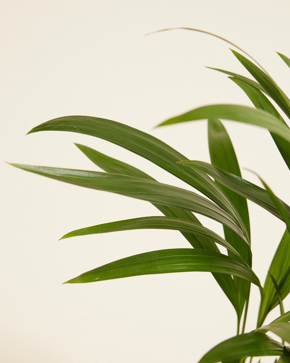 Dypsis Palmier Areca Lutescens