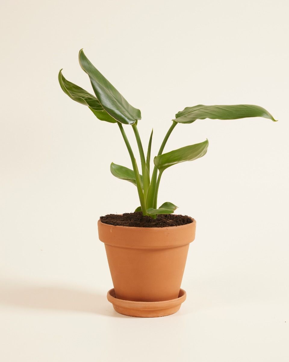 Strelitzia Reginae Paradiesvogelblume Paradiesvogelblume