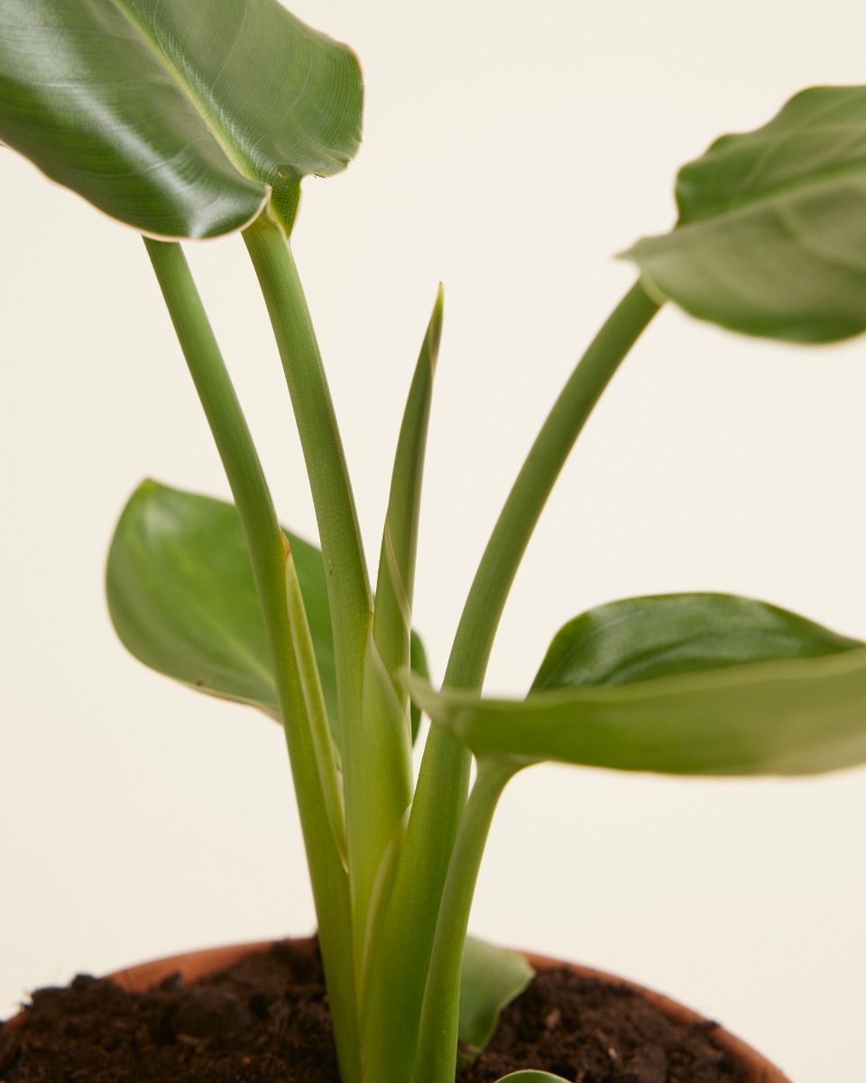 Strelitzia Reginae Paradiesvogelblume Paradiesvogelblume