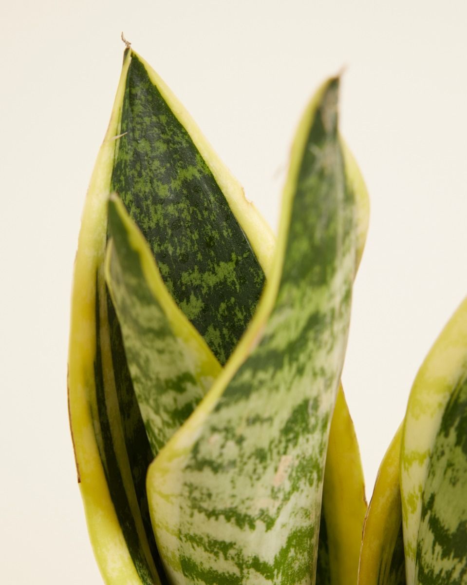 Sansevieria Futura Superba Snake Plant
