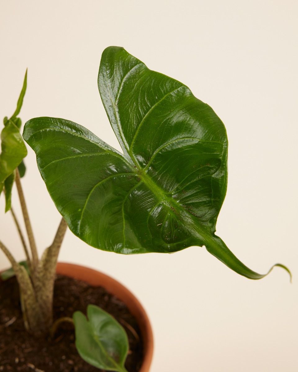 Alocasia Oreille d'éléphant Stingray