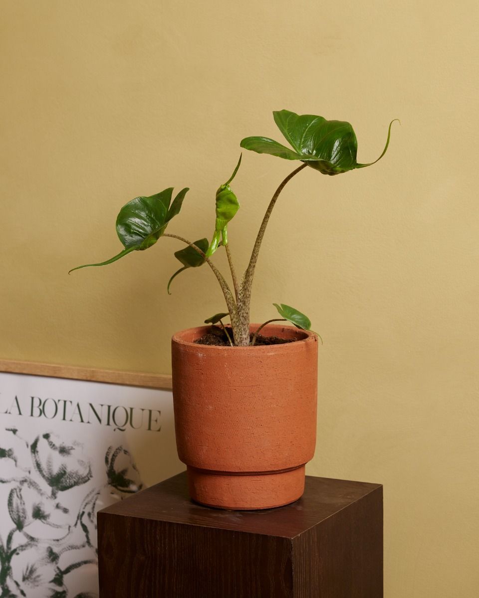 Alocasia Oreille d'éléphant Stingray