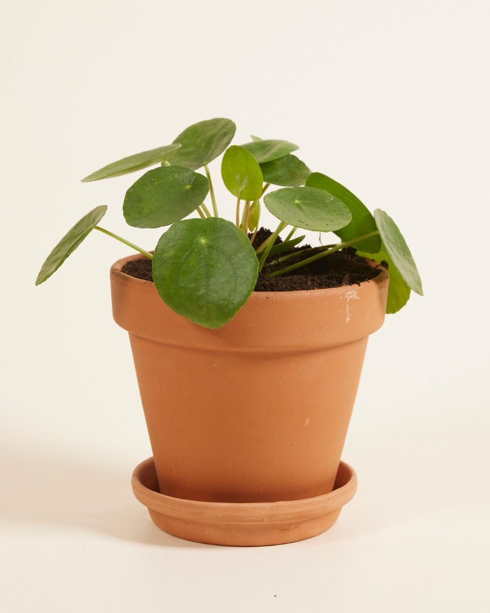 Pilea Peperomioides Plante à monnaie chinoise Plante à Monnaie Chinoise