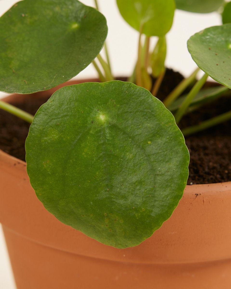 Pilea Peperomioides Plante à monnaie chinoise Plante à Monnaie Chinoise