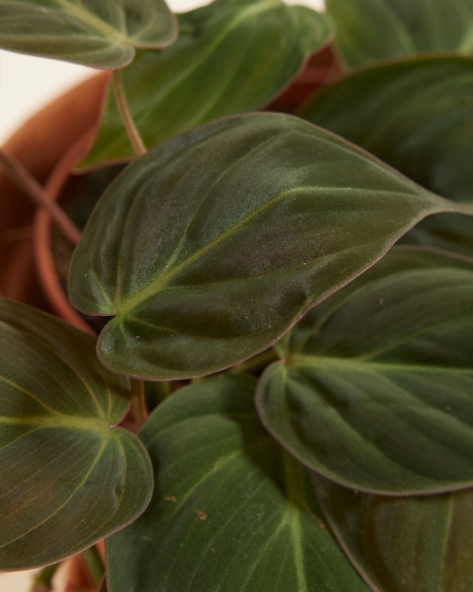 Philodendron Heartleaf Scandens Micans