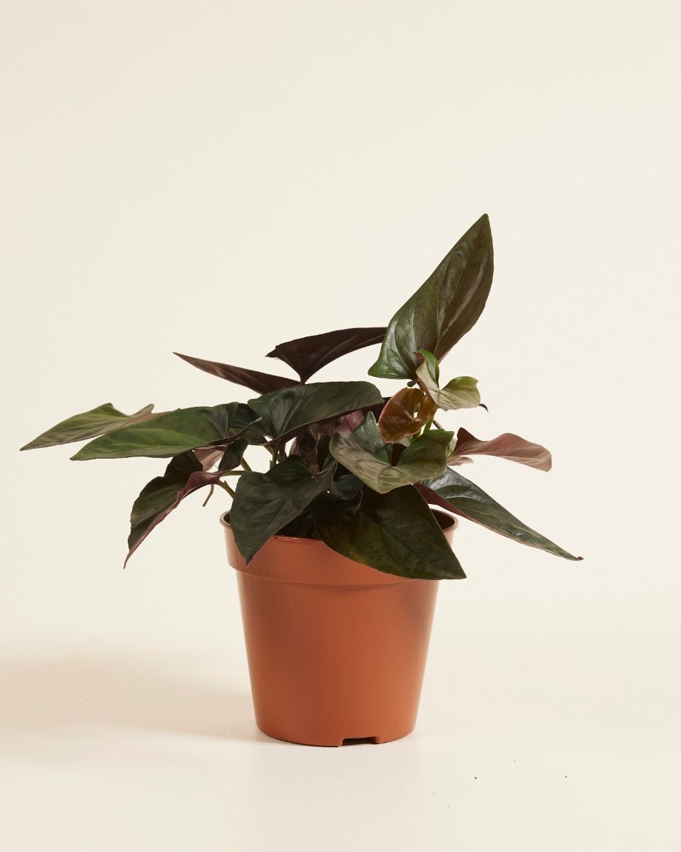 Syngonium Arrowhead Red Arrow