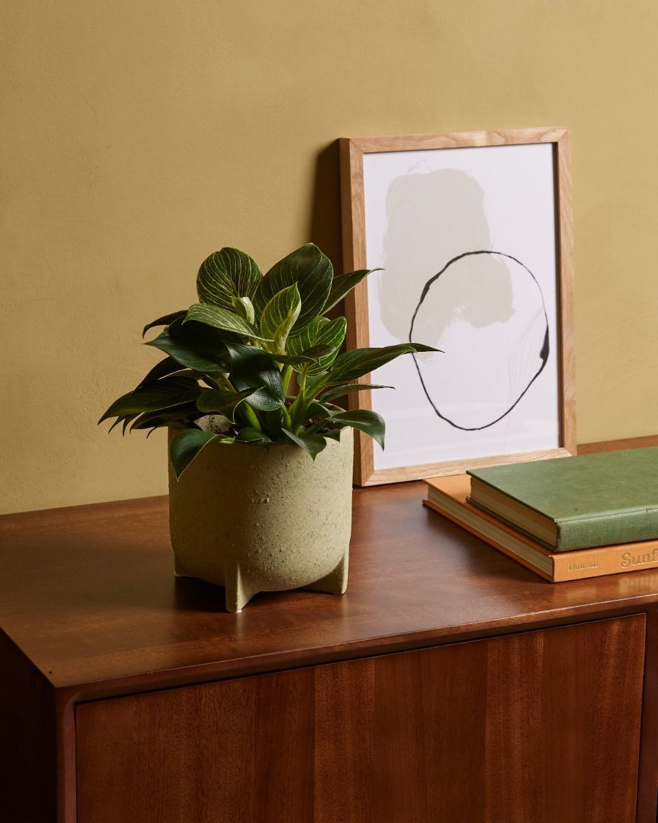 Philodendron White Wave Birkin