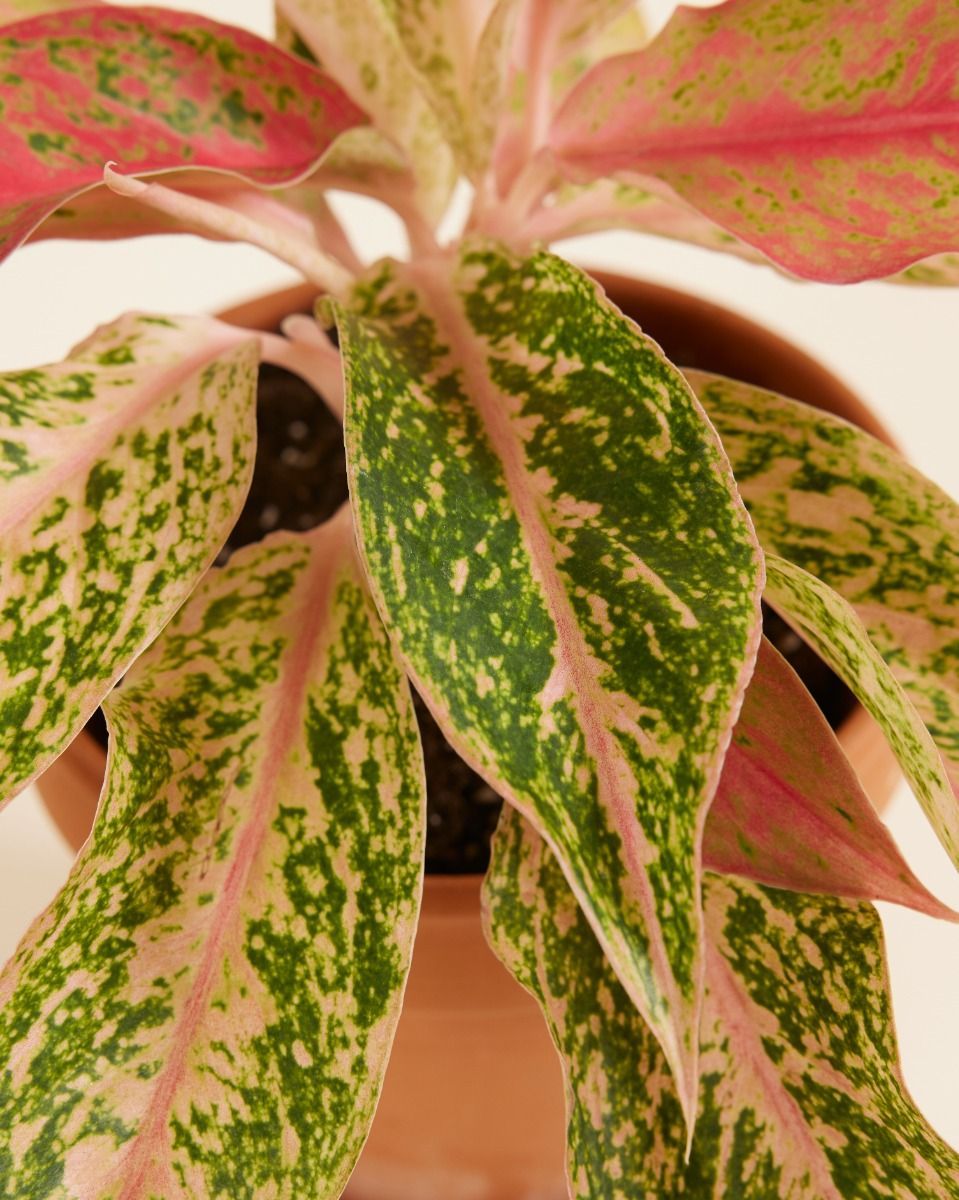 Aglaonema Aglaonème Prosperity
