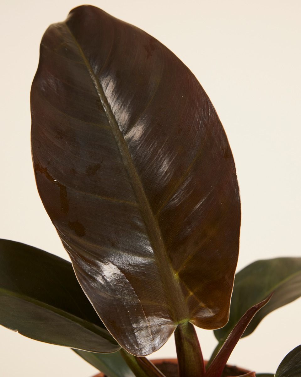 Philodendron Imperial Red