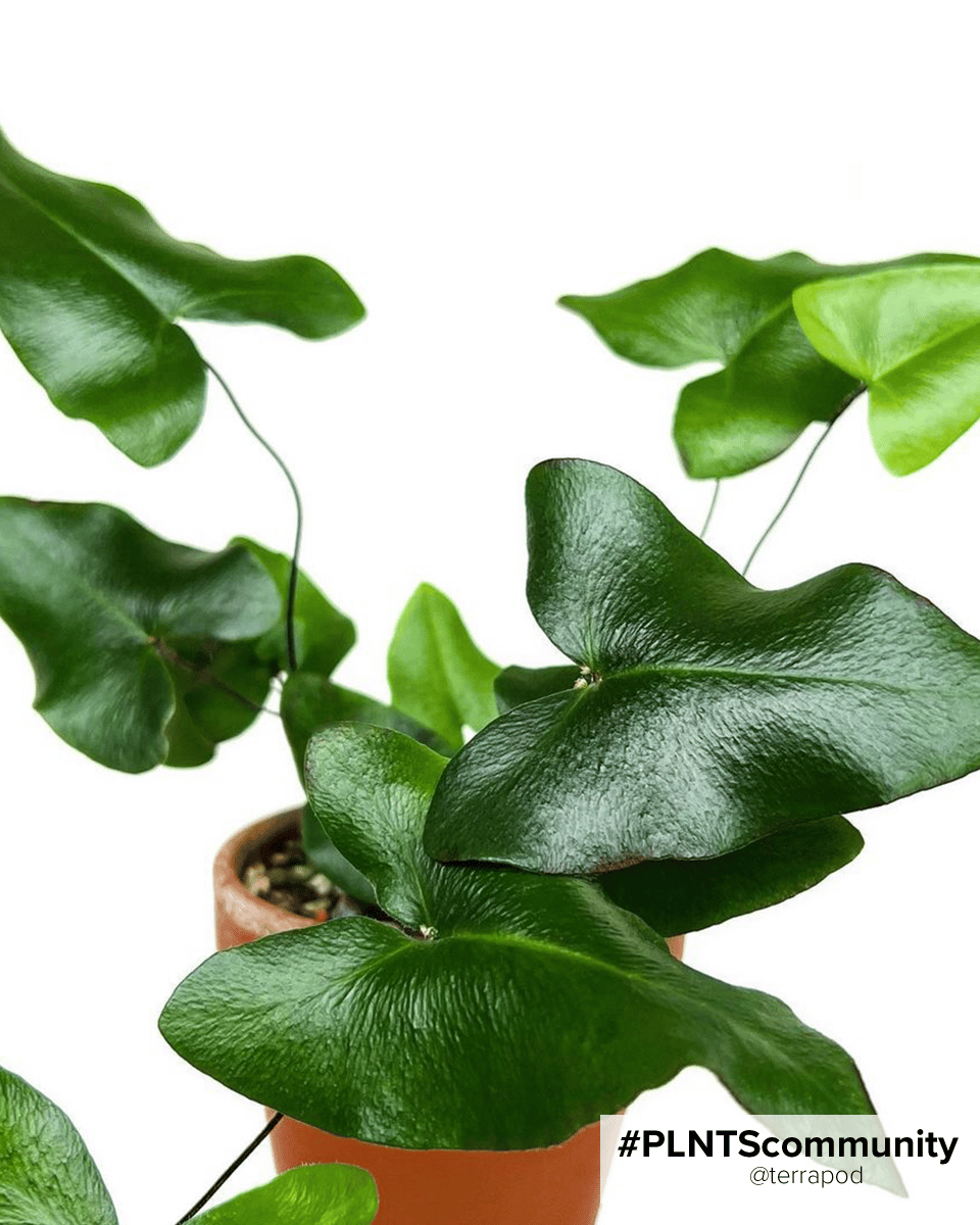 Hemionitis Heart Fern Arifolia