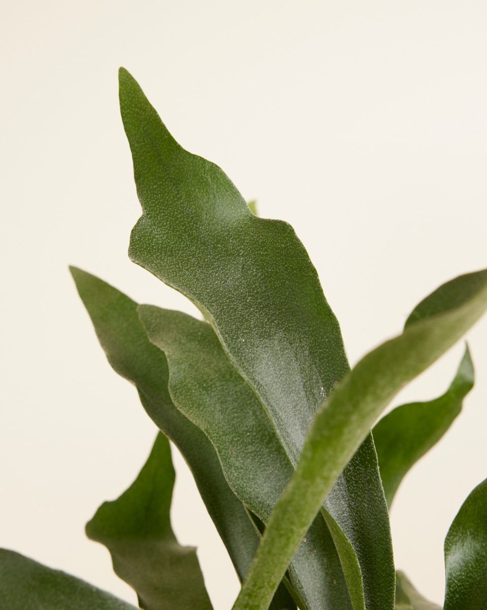 Platycerium Corne d'élan Bifurcatum