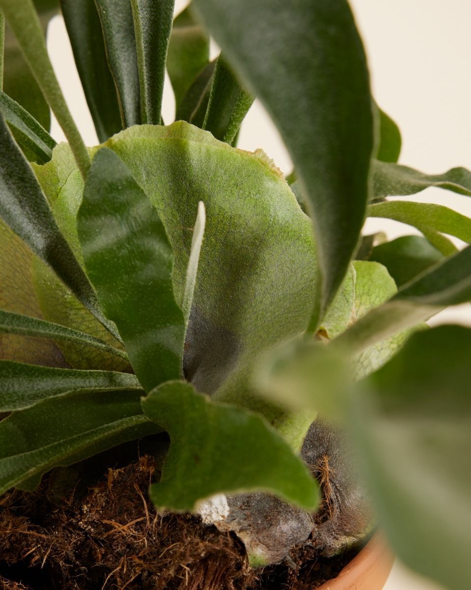 Platycerium Corne d'élan Bifurcatum