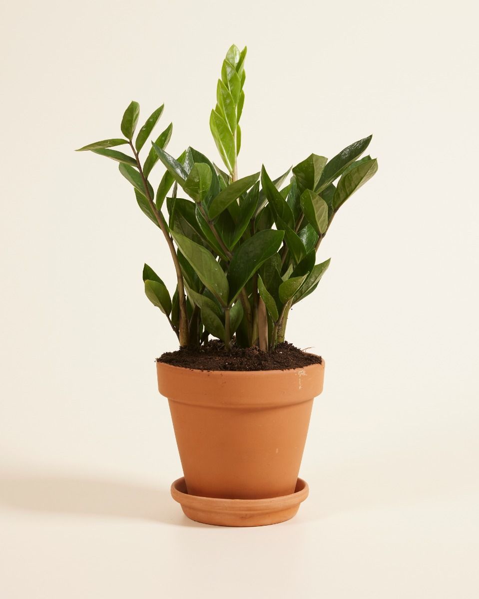 Zamioculcas ZZ-plant Zamiifolia