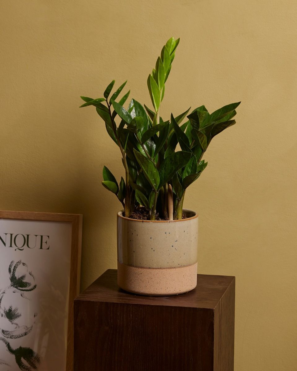 Zamioculcas ZZ-plant Zamiifolia