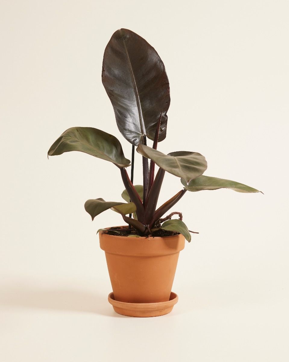 Philodendron Black Cardinal