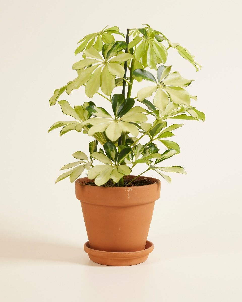 Schefflera Umbrella tree Melanie