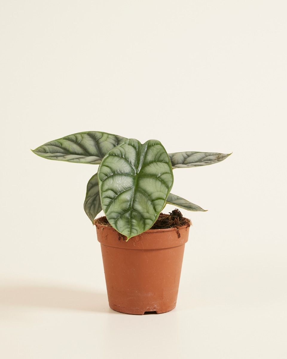 Alocasia Olifantsoor Silver Dragon