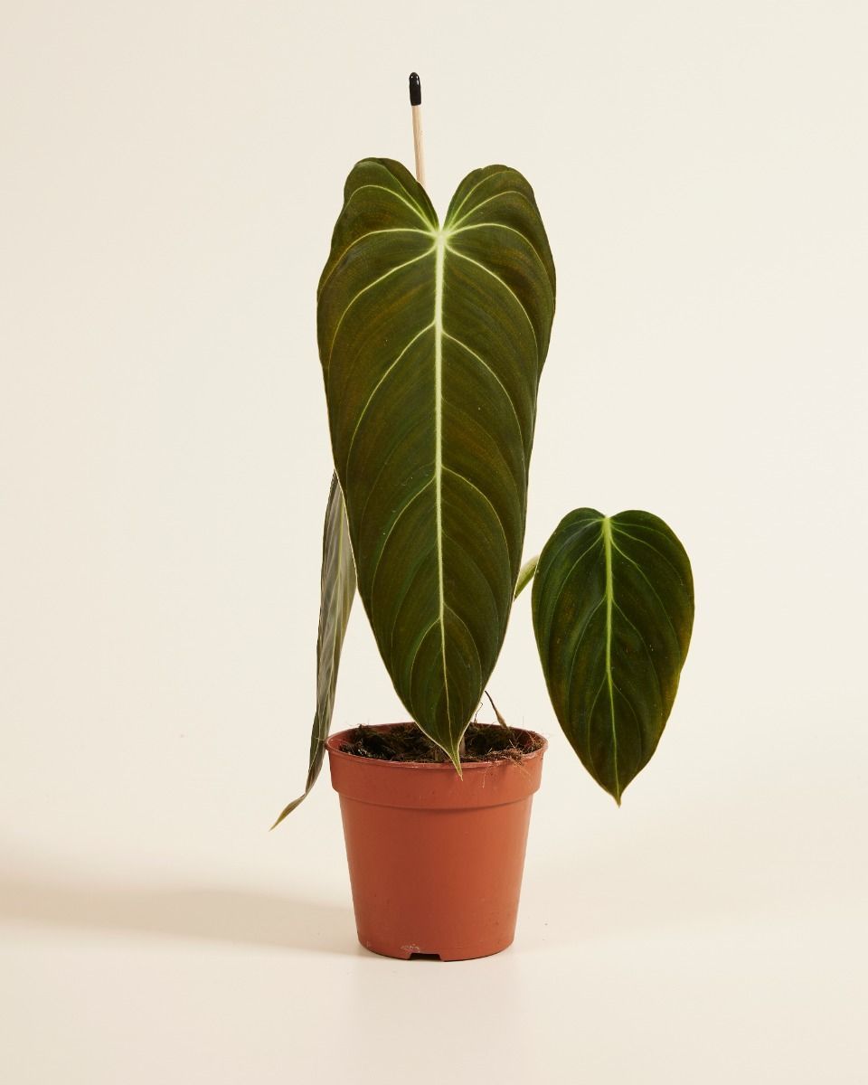 Philodendron Filodendro Melanochrysum